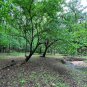 Osage Orange Maclura pomifera 100 Seeds