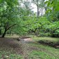 Osage Orange Maclura pomifera 100 Seeds