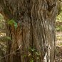 Osage Orange Maclura pomifera 100 Seeds