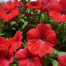 Red Petunia  100 Seeds  Petunia Grandiflora
