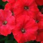 Red Petunia 100 Seeds Petunia Grandiflora
