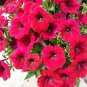 Red Petunia 100 Seeds Petunia Grandiflora