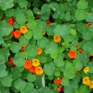 Nasturtium Mix 20 Seeds Tropaeolum majus Nasturtium Mix 20 Seeds Tropaeolum majus