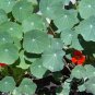 Nasturtium Mix 20 Seeds Tropaeolum majus