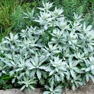 Prairie Sage 100 Seeds Artemisia ludoviciana Prairie Sage 100 Seeds Artemisia ludoviciana