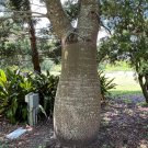Queensland Bottle Tree Brachychiton rupetris 10 Seeds Queensland Bottle Tree Brachychiton rupetris 10 Seeds