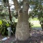 Queensland Bottle Tree Brachychiton rupetris 10 Seeds