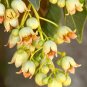 Queensland Bottle Tree Brachychiton rupetris 10 Seeds