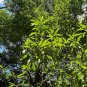 Queensland Bottle Tree Brachychiton rupetris 10 Seeds