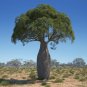 Queensland Bottle Tree Brachychiton rupetris 10 Seeds