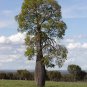 Queensland Bottle Tree Brachychiton rupetris 10 Seeds