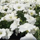 White Petunia 100 Seeds Petunia Grandiflora White Petunia 100 Seeds Petunia Grandiflora