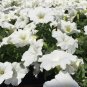 White Petunia 100 Seeds Petunia Grandiflora