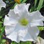 White Petunia 100 Seeds Petunia Grandiflora