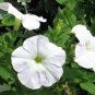 White Petunia 100 Seeds Petunia Grandiflora