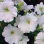 White Petunia 100 Seeds Petunia Grandiflora