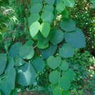 Katsura Tree 100 Seeds Cercidiphyllum japonicum Katsura Tree 100 Seeds Cercidiphyllum japonicum