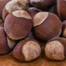 American Hazelnut  10 Seeds  Corylus americana