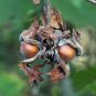American Hazelnut  10 Seeds  Corylus americana