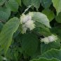 American Hazelnut  10 Seeds  Corylus americana