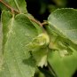 American Hazelnut  10 Seeds  Corylus americana