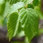 American Hazelnut  10 Seeds  Corylus americana