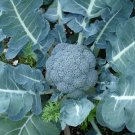 Broccoli 100 Seeds Brassica oleracea Broccoli 100 Seeds Brassica oleracea