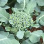 Broccoli 100 Seeds Brassica oleracea