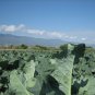 Broccoli 100 Seeds Brassica oleracea