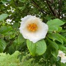 Korean Stewartia Stewartia koreana 10 Seeds