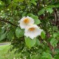 Korean Stewartia Stewartia koreana 10 Seeds