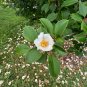 Korean Stewartia Stewartia koreana 10 Seeds