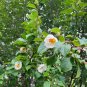 Korean Stewartia Stewartia koreana 10 Seeds
