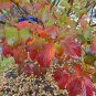 Korean Stewartia Stewartia koreana 10 Seeds
