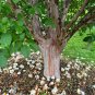 Korean Stewartia Stewartia koreana 10 Seeds