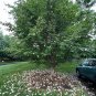 Korean Stewartia Stewartia koreana 10 Seeds