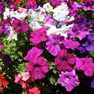 Petunia Mix  100 Seeds  Petunia hybrida