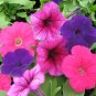 Petunia Mix  100 Seeds  Petunia hybrida