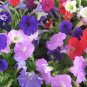 Petunia Mix  100 Seeds  Petunia hybrida
