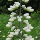 White Wild Indigo Baptisia alba 100 Seeds White Wild Indigo Baptisia alba 100 Seeds