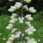White Wild Indigo Baptisia alba 100 Seeds
