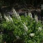 White Wild Indigo Baptisia alba 100 Seeds