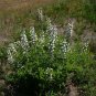White Wild Indigo Baptisia alba 100 Seeds