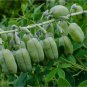 White Wild Indigo Baptisia alba 100 Seeds