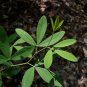 White Wild Indigo Baptisia alba 100 Seeds