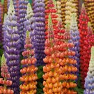 Russell Lupine Mix Lupinus polyphyllus 100 Seeds