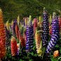 Russell Lupine Mix Lupinus polyphyllus 100 Seeds