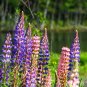 Russell Lupine Mix Lupinus polyphyllus 100 Seeds