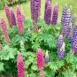 Russell Lupine Mix Lupinus polyphyllus 100 Seeds