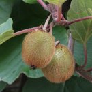 Chinese Gooseberry Kiwi Actinidia chinensis 100 Seeds Chinese Gooseberry Kiwi Actinidia chinensis 100 Seeds